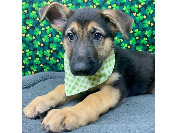 German Shepherd Dog DOG Male Black / Tan 8741 Petland Athens, OH