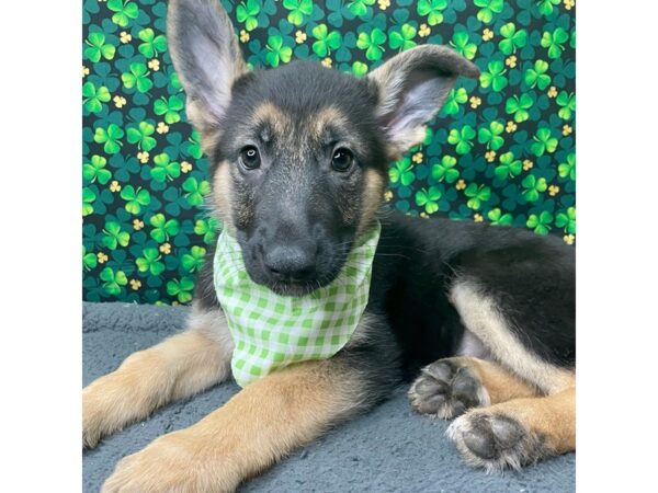 German Shepherd DOG Female Black / Tan 8740 Petland Athens, OH