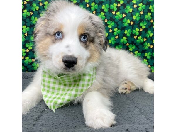 Australian Shepherd DOG Male Blue Merle 8739 Petland Athens, OH