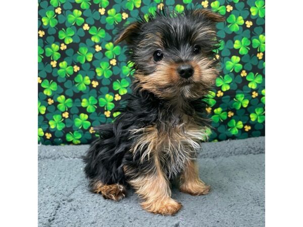 Yorkshire Terrier DOG Male Black / Tan 8738 Petland Athens, OH