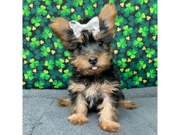 Silky Terrier DOG Female Black / Tan 8737 Petland Athens, OH