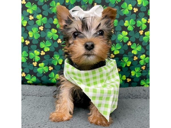 Silky Terrier DOG Female Black / Tan 8736 Petland Athens, OH