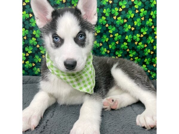 Siberian Husky DOG Female Black / White 8735 Petland Athens, OH