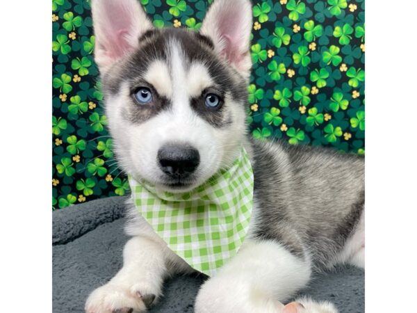 Siberian Husky DOG Male Black / White 8734 Petland Athens, OH