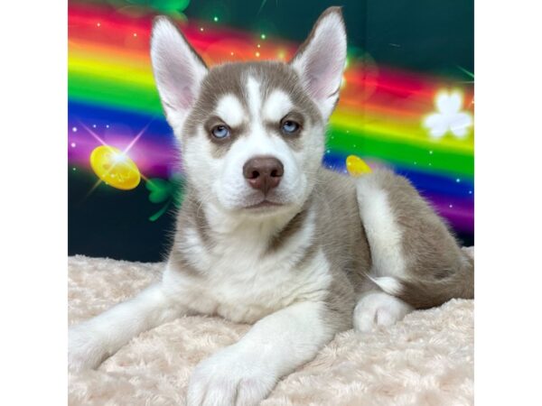 Siberian Husky DOG Male Red & white 8764 Petland Athens, OH