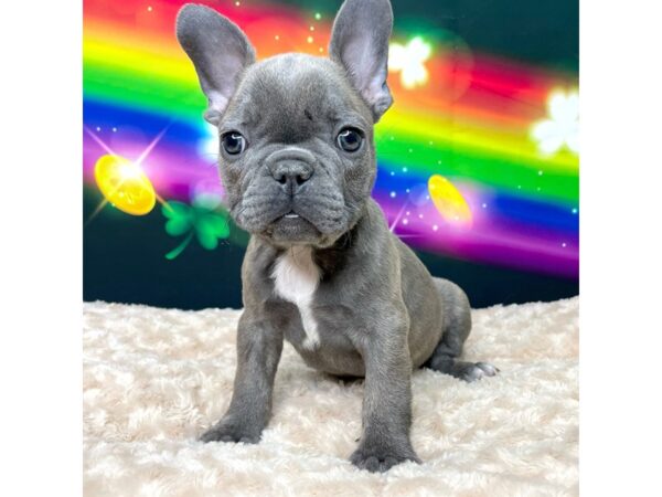 French Bulldog DOG Male Fawn/Blue 8763 Petland Athens, OH