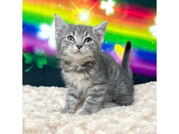 American Shorthair CAT Female White & gray 8760 Petland Athens, OH