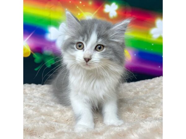 American Shorthair CAT Female White & gray 8758 Petland Athens, OH