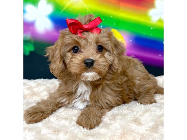 Cavapoo DOG Female Red 8757 Petland Athens, OH