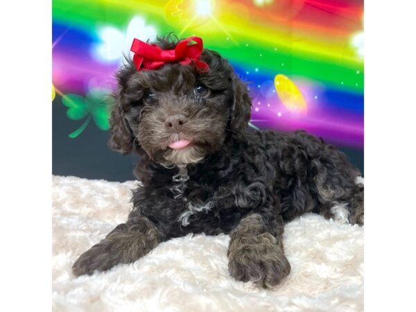 Cockapoo DOG Female Chocolate 8756 Petland Athens, OH