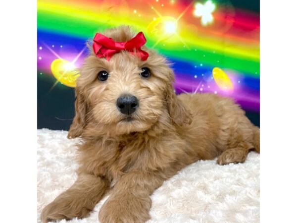 Goldendoodle Mini-DOG-Female-Red-8755-Petland Athens, OH