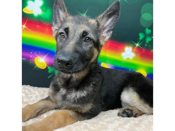 German Shepherd Dog DOG Female Black / Tan 8754 Petland Athens, OH