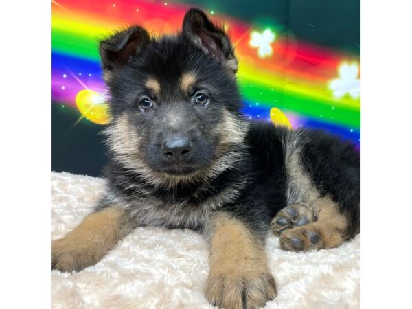 German Shepherd DOG Male Black / Tan 8753 Petland Athens, OH