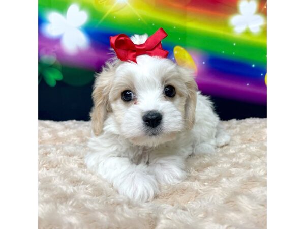 Cavachon DOG Female Red / White 8752 Petland Athens, OH