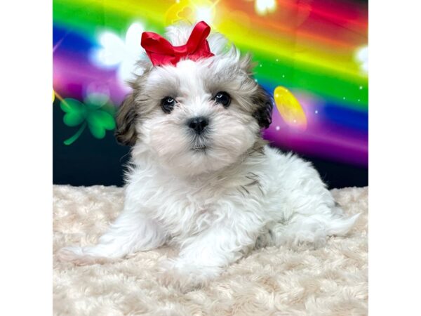 Teddy Bear-DOG-Female-Gold / White-8751-Petland Athens, OH