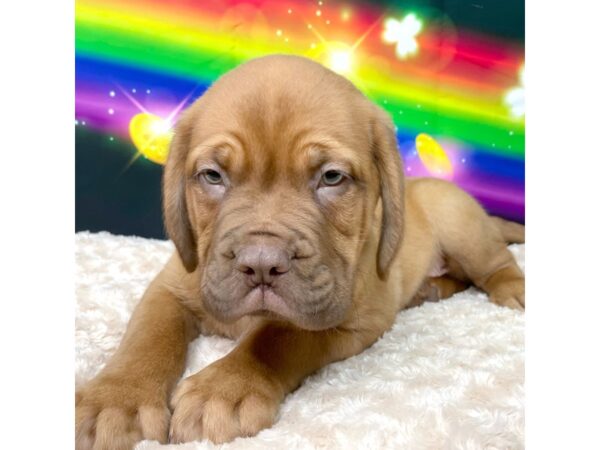 Dogue De Bordeaux-DOG-Male-Red-8750-Petland Athens, OH