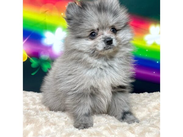 Pomeranian DOG Male Blue Merle 8749 Petland Athens, OH