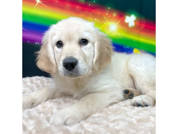 Golden Retriever DOG Female Golden 8747 Petland Athens, OH