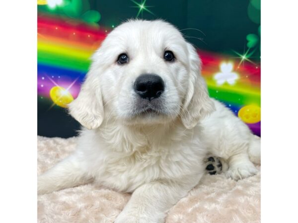 Golden Retriever DOG Male Light Golden 8746 Petland Athens, OH