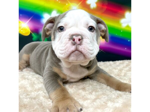 Bulldog-DOG-Male-Lilac / White-8745-Petland Athens, OH