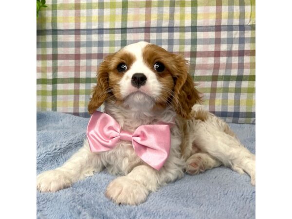 Cavalier King Charles Spaniel-DOG-Male-Blenheim-8765-Petland Athens, OH