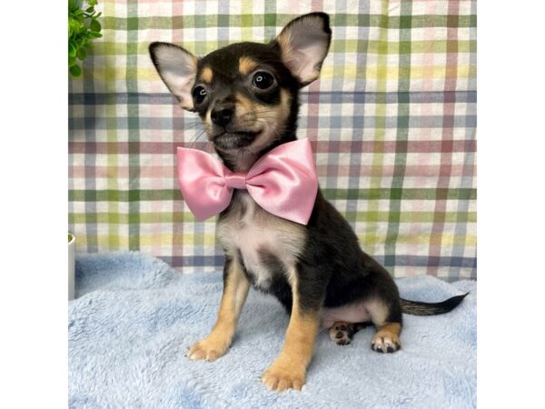 Chihuahua DOG Male Black / Tan 8766 Petland Athens, OH