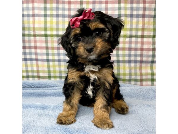 Cavapoo DOG Female blk/brwn 8784 Petland Athens, OH