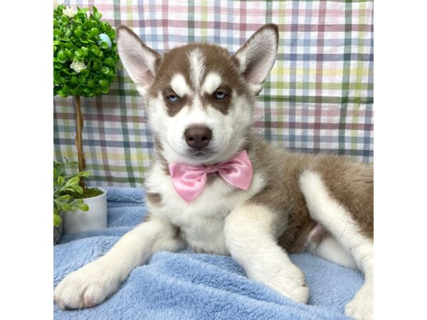 Siberian Husky DOG Male red/white 8783 Petland Athens, OH