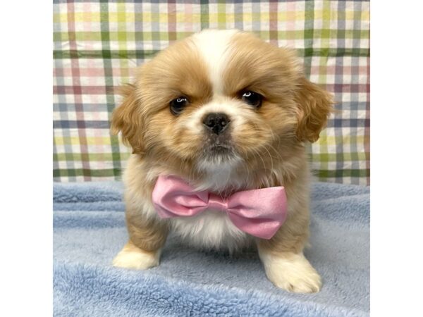 Pekingese DOG Male cream 8782 Petland Athens, OH