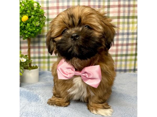 Shih Tzu DOG Male Gold 8781 Petland Athens, OH