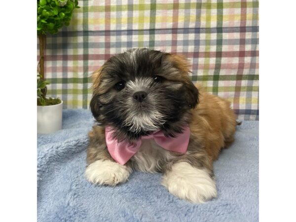 Lhasa Apso-DOG-Male-Golden-8780-Petland Athens, OH