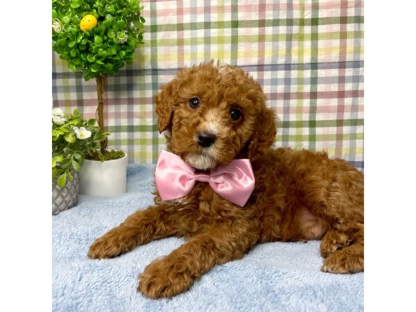 2nd Generation Mini Goldendoodle DOG Male Red and white 8779 Petland Athens, OH