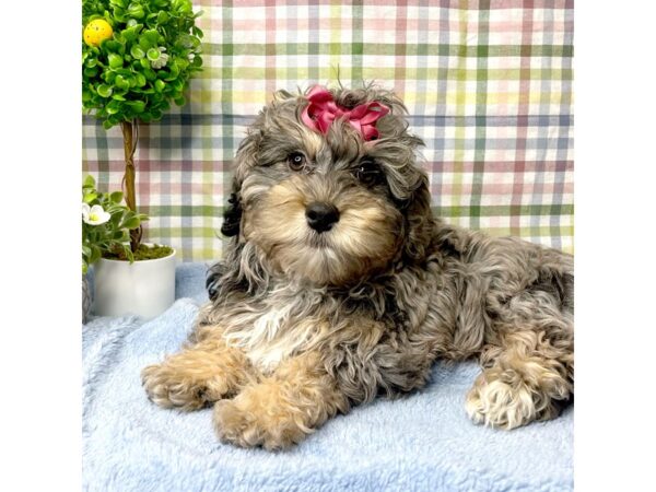 Bernedoodle Mini 2nd Gen DOG Female Blue Merle / Tan 8777 Petland Athens, OH