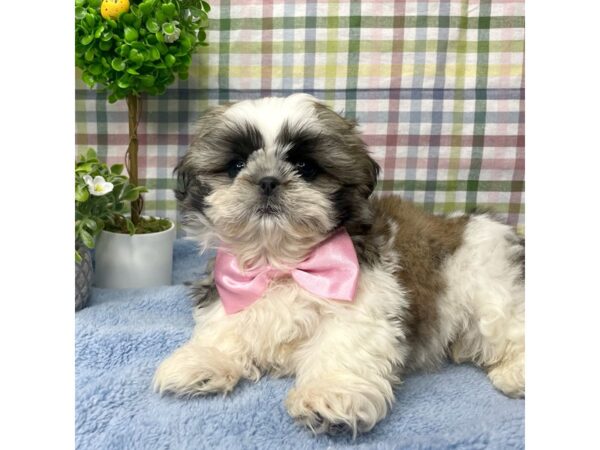 Shih Tzu DOG Male Brown / White 8776 Petland Athens, OH