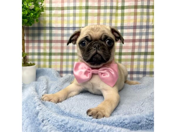 Pug-DOG-Male-Fawn-8775-Petland Athens, OH