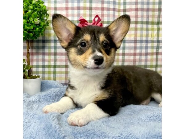 Pembroke Welsh Corgi-DOG-Female-Black White / Tan-8774-Petland Athens, OH