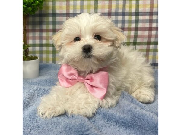 Maltese DOG Male White 8773 Petland Athens, OH