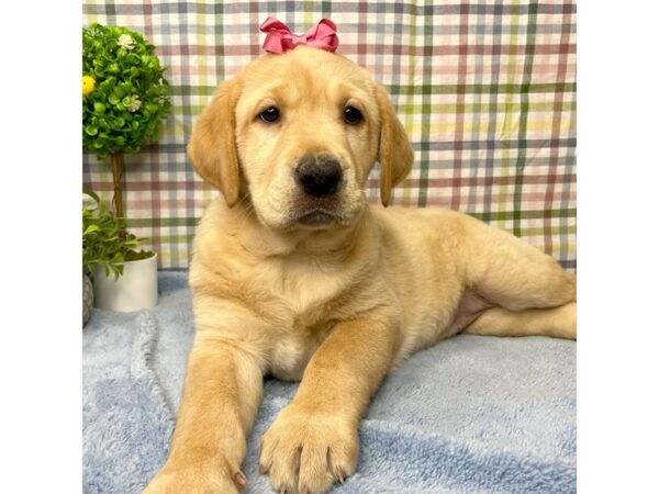 Labrador Retriever DOG Female Yellow 8772 Petland Athens, OH