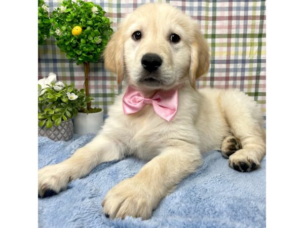 Golden Retriever DOG Male Golden 8771 Petland Athens, OH