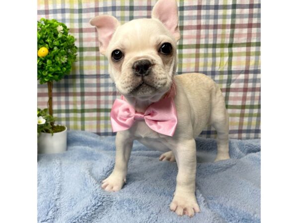 French Bulldog-DOG-Male-Cream-8770-Petland Athens, OH