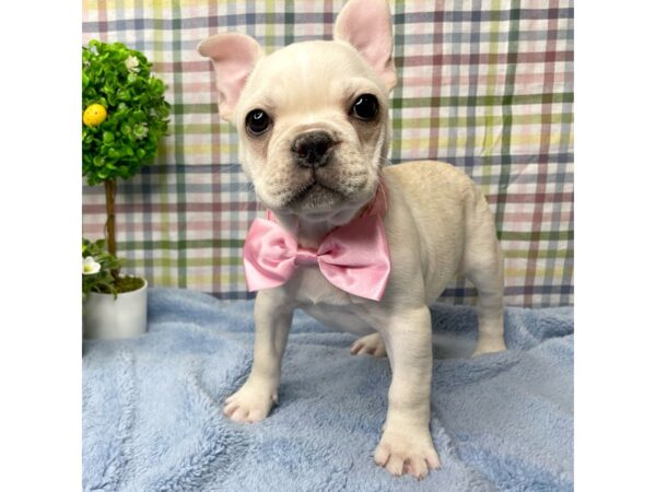 French Bulldog DOG Male Cream 8770 Petland Athens, OH