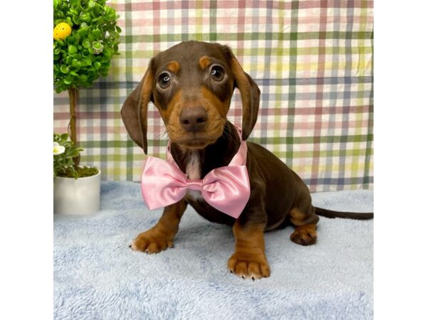 Dachshund DOG Male Chocolate / Tan 8769 Petland Athens, OH