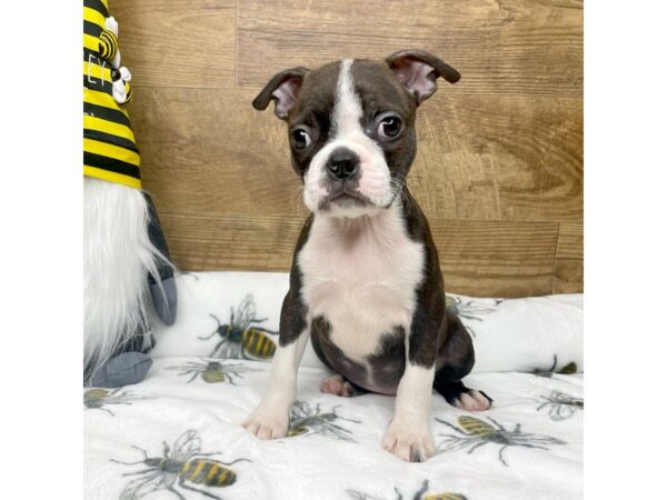 Boston Terrier DOG Female Brindle 8786 Petland Athens, OH