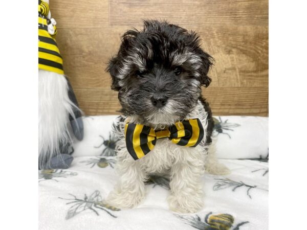 Havanese DOG Male Black 8787 Petland Athens, OH