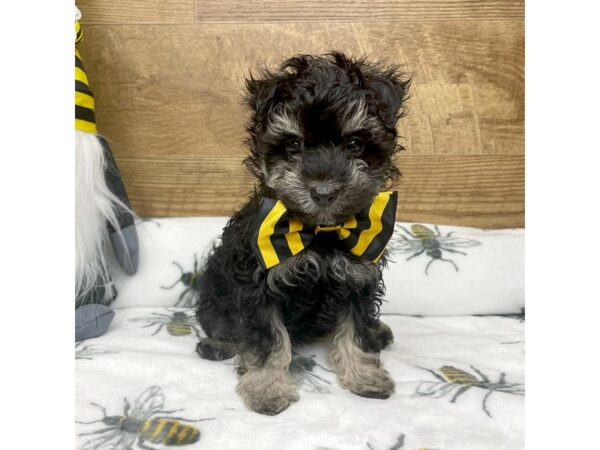 Maltipoo DOG Male Black / Tan 8788 Petland Athens, OH