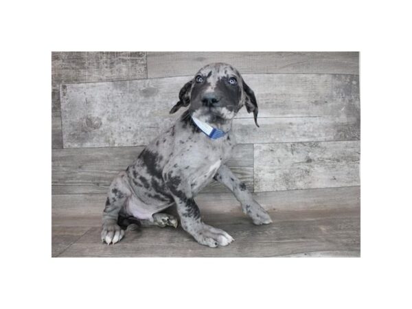 Great Dane DOG Male Merle 8789 Petland Athens, OH