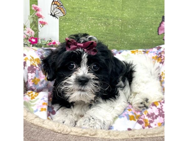 Shichon DOG Female Black and white 8793 Petland Athens, OH