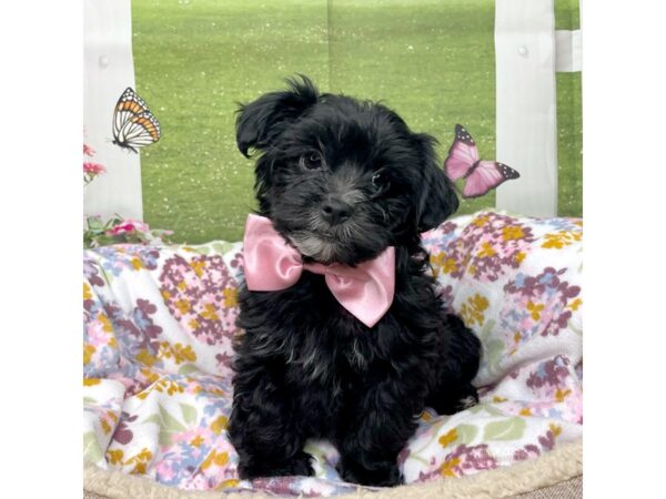 Shorkie DOG Male Black 8792 Petland Athens, OH