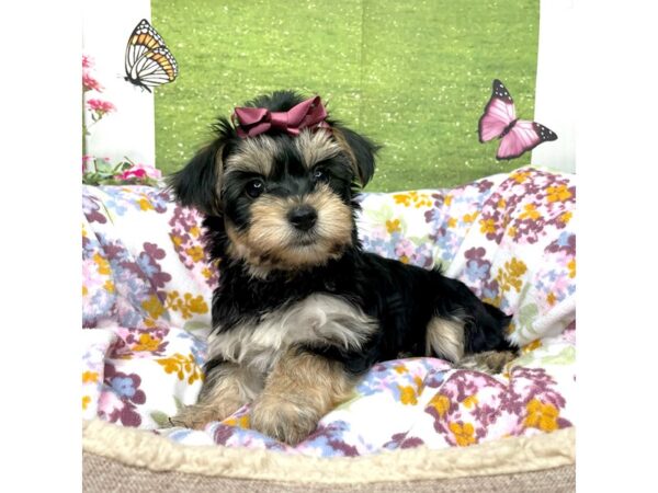 Morkie-DOG-Female-Black and tan-8791-Petland Athens, OH