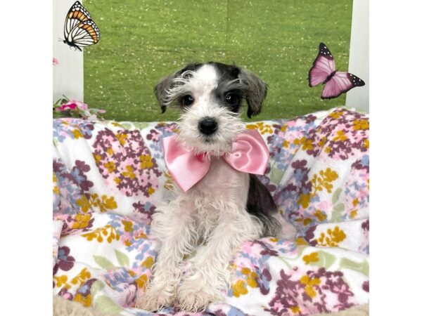 Mini Schnauzer-DOG-Male-Black and white-8790-Petland Athens, OH